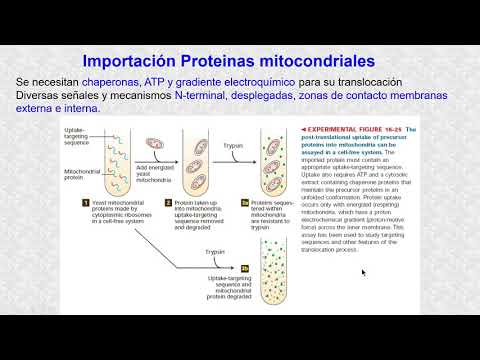 Vídeo: El Componente Complejo De Proteasa Caseinolítica CLPC1 En Arabidopsis Mantiene La Homeostasis De Proteoma Y ARN En Cloroplastos