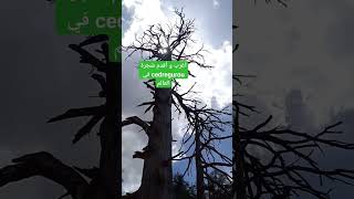 شاهد أقدم و أطول شجرة في #العالم #المغرب #الجزائر #الجزيرة cedricdigorry #cedregou #shortvideo