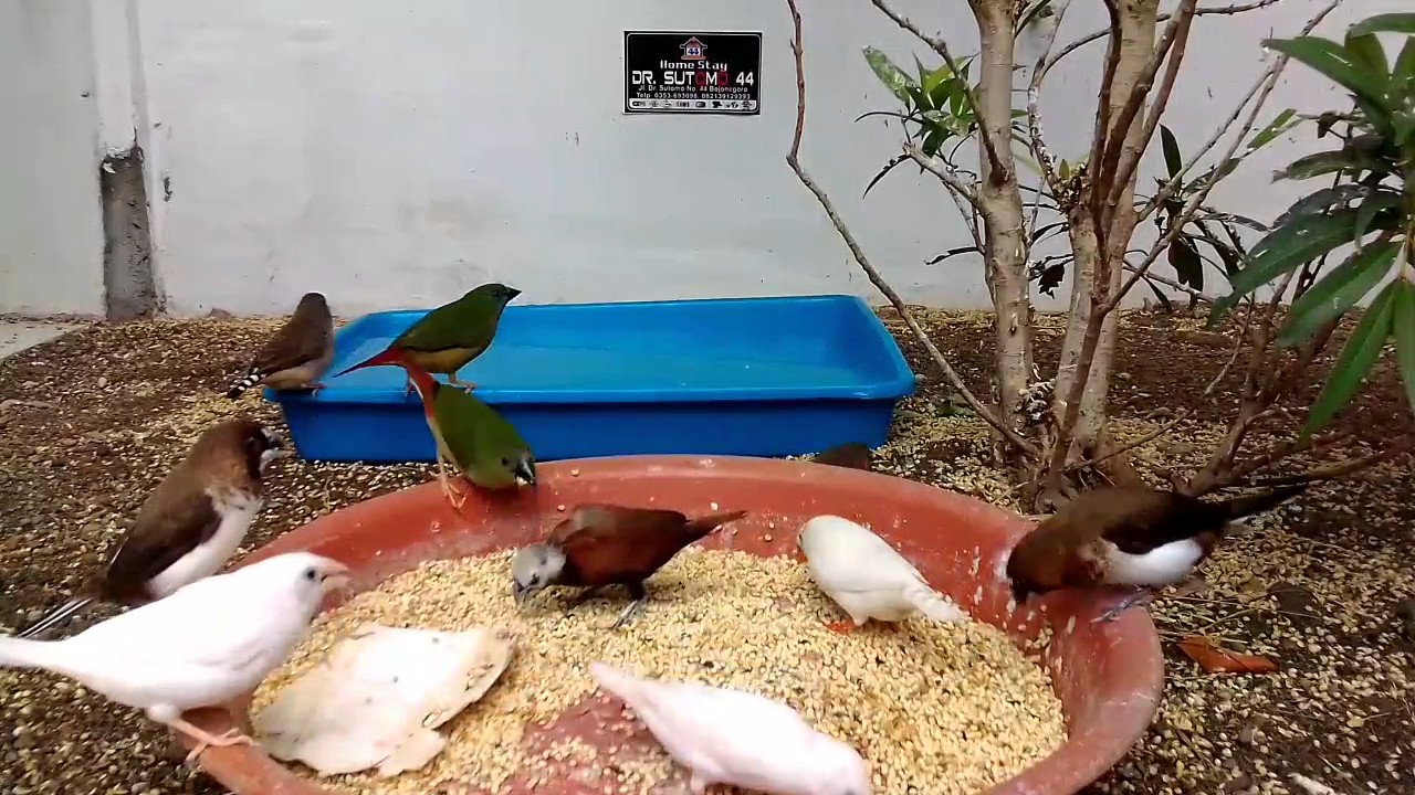 BURUNG FINCH 