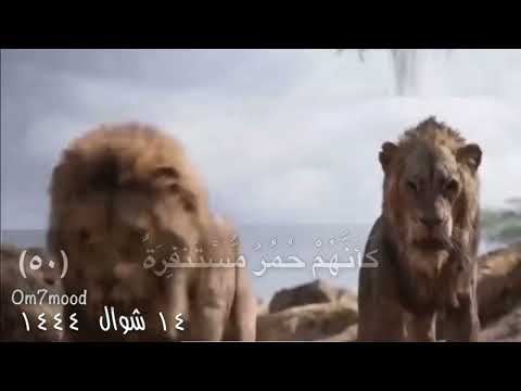 فما لهم عن التذكرة معرضين ٤٩ كأنهم حمر مستنفرة ٥٠ فرت من قسورة ٥١ بل يريد كل امرئ منهم أن ٥٢