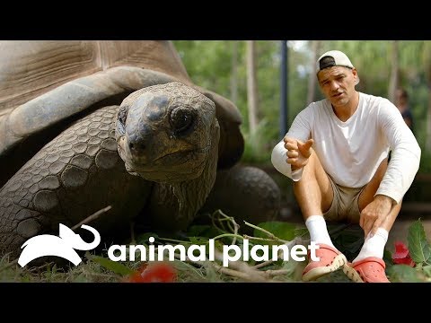 Vídeo: As Tartarugas Se Jogaram Na Praia Da Austrália E Pescaram Na Costa Das Ilhas Commander. - Visão Alternativa