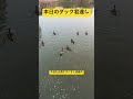 本日のダック君達🦆 愛らしくすくすく成長してます! #duck #duckies #animals #family #wildslife