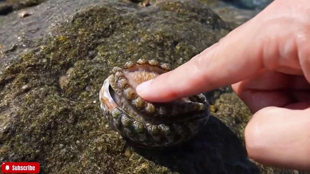 🔴 ASMR Eating Raw Abalone | Crunchy, Chewy & Juicy Seafood Eating Sounds | Mukbang