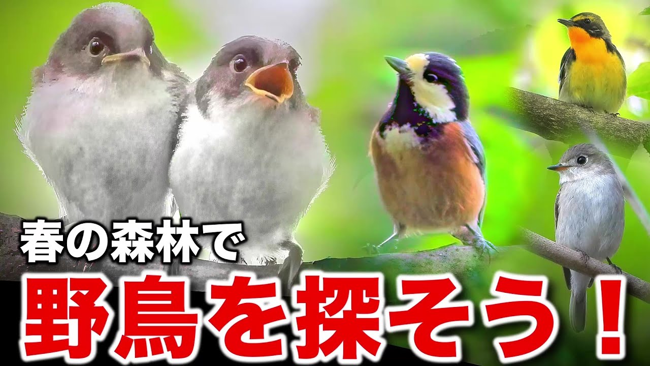 Take a close look at the adorable wild birds and the long-tailed