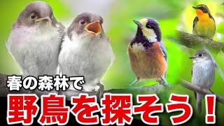 ふくふくことり 野鳥のともだち BIG カワミ