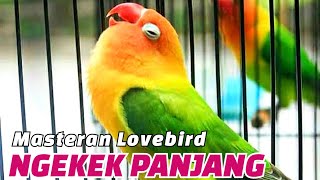 Masteran Lovebird Fighter Ngekek Panjang Jeda Rapat