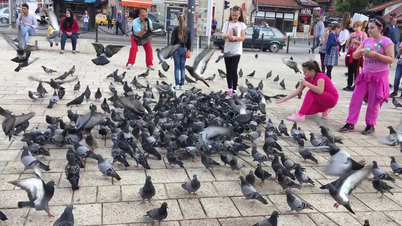 Pigeon & happy kids🥰 - YouTube