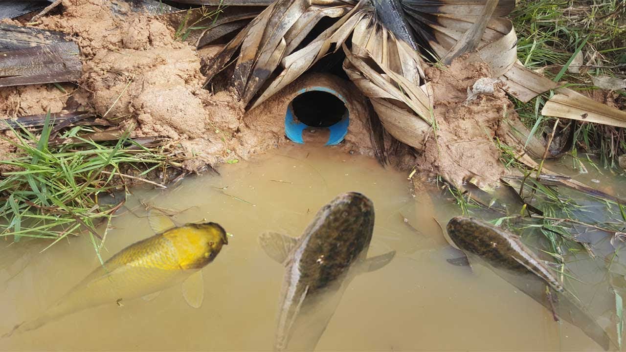 video phone beyonce mp3 The First Trap Can Catch A lot of fish By PVC Water Pipe - The Best Deep Hole Fish Trap