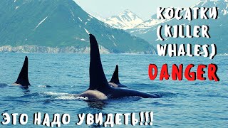 Морская рыбалка на Камчатке 2020. Косатки (Killer whales).  Тихий океан. Мыс опасный. Fishing.