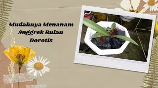 Cara Mudah Menanam Anggrek Bulan Dorotis