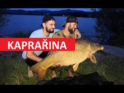 Video: Jak Chytat Kapry A Kapry