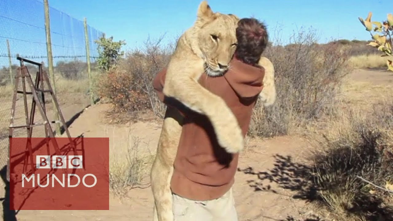 El conmovedor abrazo de una leona al hombre que la rescató - YouTube