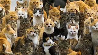 Blue Danube - Cat version