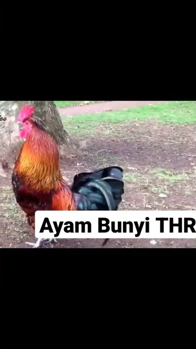 Ayam Bunyi THR #storylucu