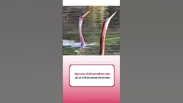 Video chim cổ rắn quý hiếm bay lượn, bắt cá ở hồ Bán Nguyệt Phú Mỹ Hưng