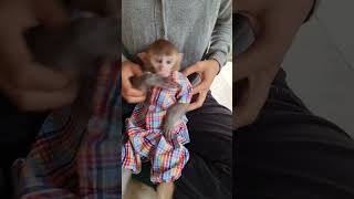 #monkeycuteness  #lovestory  #animals  #Socutemonkey
