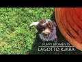 Kjara - lagotto romagnolo puppy moments