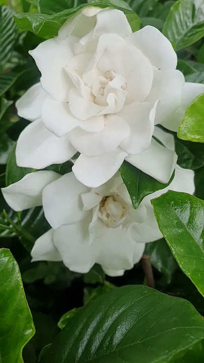 Thank #kimyongbin /Gardenia Flower