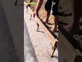 Smart idea to make holes in plastic mulch with creative tools #shorts