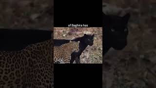 Bagheera | Rare Black Panther of Pench Tiger Reserve #leopard #blackpanther #wildlifeindia #shorts