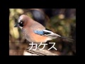 234---日本の野鳥( Wild Bird in JAPAN )---Ngo未来大学院=NFS=NGO FUTURE SCHOOL