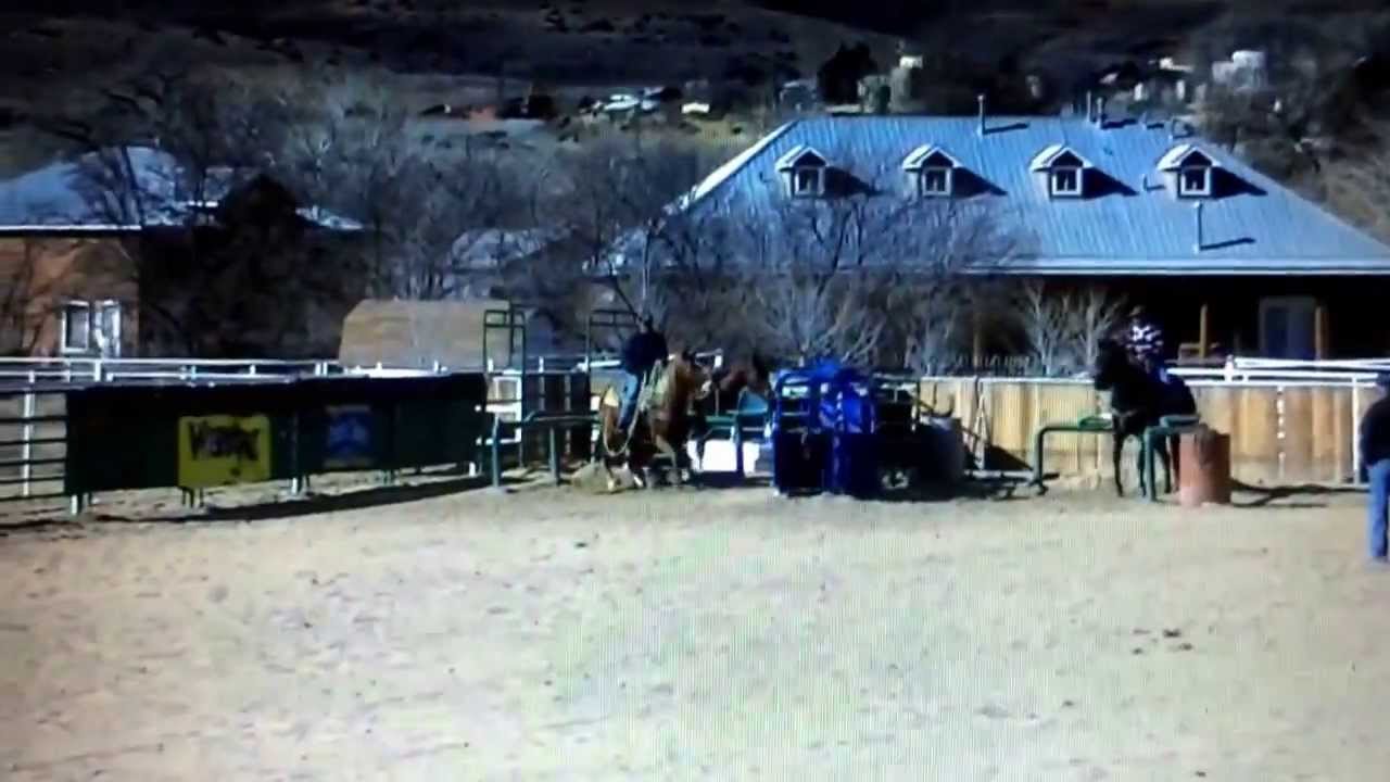 Head Horse for sale YouTube