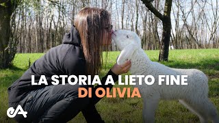 Agnello Salvata Dal Macello La Storia A Lieto Fine Di Olivia