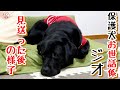 【子犬　保護犬　子猫】　福ちゃんが巣立った後