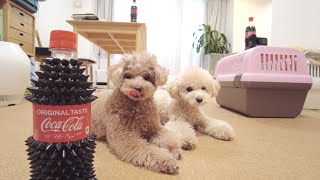 普通のコーラが6千円のトゲトゲコーラになる手品を見た犬の反応が...涙【トイプードル】