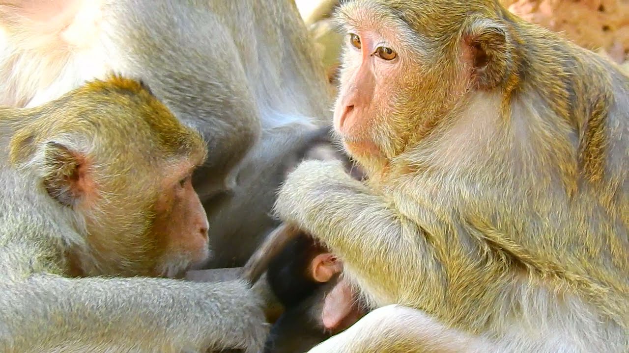 Thona Stays Calm Even After Slipping From a Branch