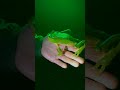 Frogs Freeze Solid and Unlock Nature's Secrets to Surviving Climate Change!