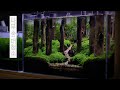 [ENG] 나무 숲 대청소 | 수초 트리밍 | 물멍 | Tree Forest | Plant Trimming | Aquarium | MulMung