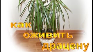 Драцена - уход в домашних условиях / как оживить драцену Драцена - уход в домашних условиях / как оживить драцену