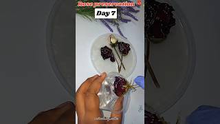 Special Rose preservation🌸♥️🦋✨️