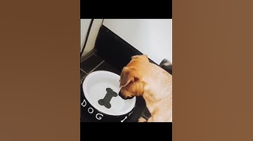 Ủa gì vậy!! #yeucuocsong #giadinh #haihuoc #shorts #video