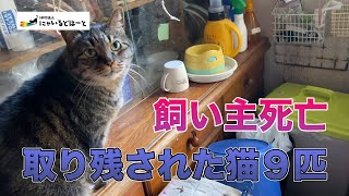 【緊急】飼い主死亡で猫匹とり残される【どうすれば】