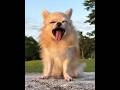 メメ保育犬の現在