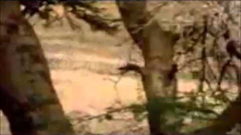 Mimama Planet - Zebra vs Lion