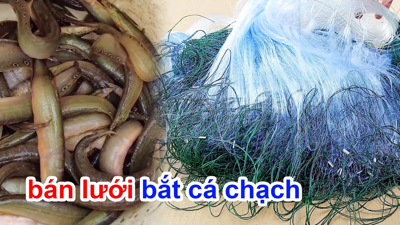 Bán lưới cá chạch các loại, giao hàng toàn quốc