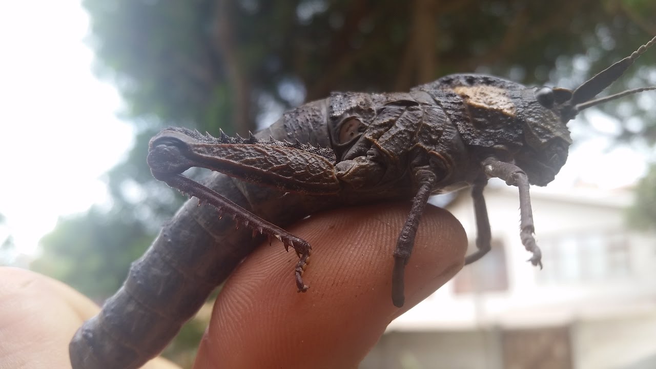 Locusts 5th Trumpet - Harlots Army