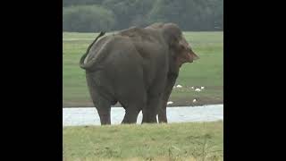 Massive  Wild Elephant | 巨大な野生の象 | الفيل البري الضخم | Elephant | Animals | Wildlife #Shorts