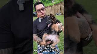 Jual Anjing Herder Rp15 Juta