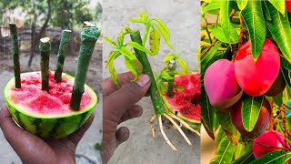 Growing mango trees from mango cuttings with watermelon stimulates super fast fruit production