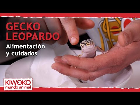 Video: ¿Los geckos crestados comerán grillos muertos?