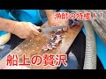 【土佐湾】初めてのカツオの一本釣り行ってみた！（後半）贅沢！船上でのご馳走！