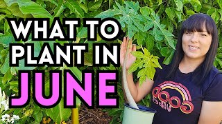 Everything You Can Plant Right NOW In JUNE For A Summer Garden Harvest  Heat Tolerant Summer Garden