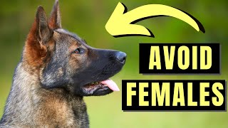 7 Reasons You SHOULD NOT Get A Female German Shepherd