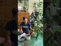 Anthurium Repot 🌱 #gardening #plant #anthurium #plantcare #youtubeshorts