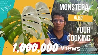 Monstera Albo Holland : ล่อรากขยายพันธุ์