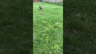 Meet A Terrier, Pit Bull Currently Available For Adoption 4292025 15107 Pm